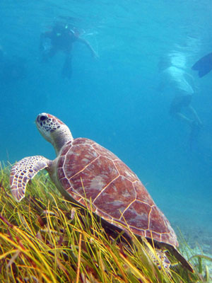 a turtle swimming under water